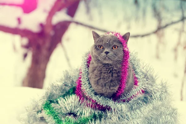 Mavi bir İngiliz shorthaired kedi renkli Noel tinsel içinde dolaşmış portresi. Açık karda yürüyen kedi