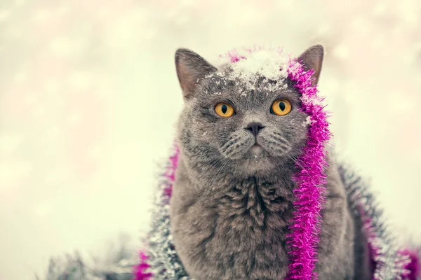 Mavi Bir Ngiliz Shorthaired Kedi Renkli Noel Tinsel Içinde Dolaşmış — Stok fotoğraf