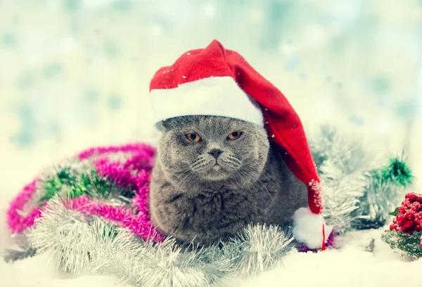 Porträtt Blå Brittisk Korthårig Katt Santa Hatt Intrasslad Färgglada Christmas — Stockfoto