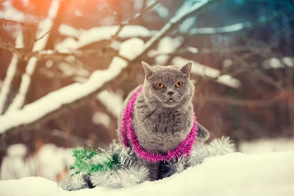 Mavi Bir Ngiliz Shorthaired Kedi Renkli Noel Tinsel Içinde Dolaşmış — Stok fotoğraf