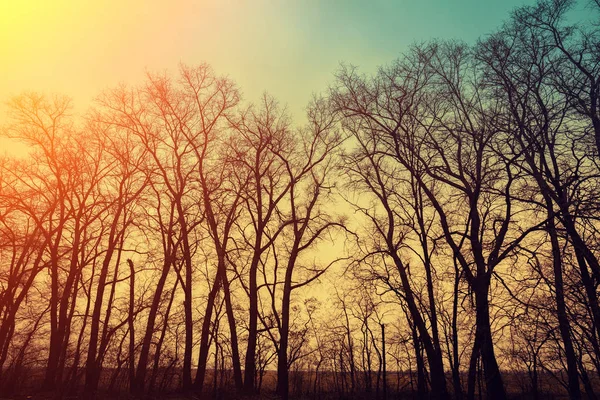 Stromy Bez Listí Při Západu Slunce Světla — Stock fotografie