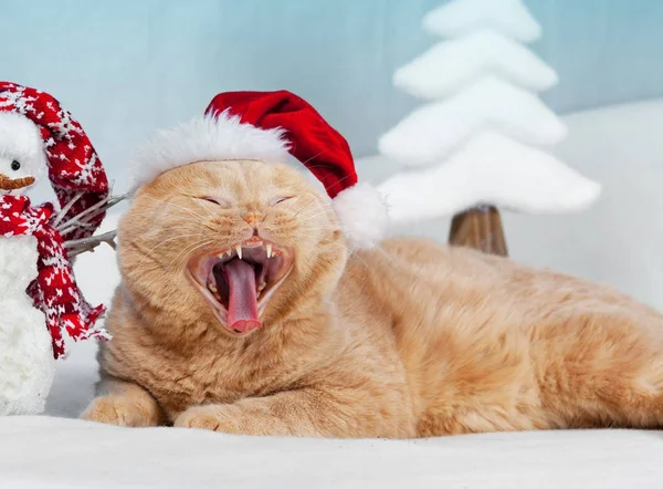 Retrato Bostezo Gato Pliegue Escocés Con Sombrero Santa — Foto de Stock