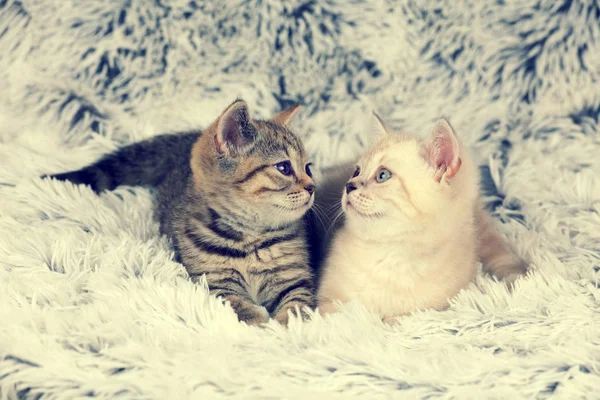 Zwei Kleine Kätzchen Auf Flauschiger Decke Liegend — Stockfoto