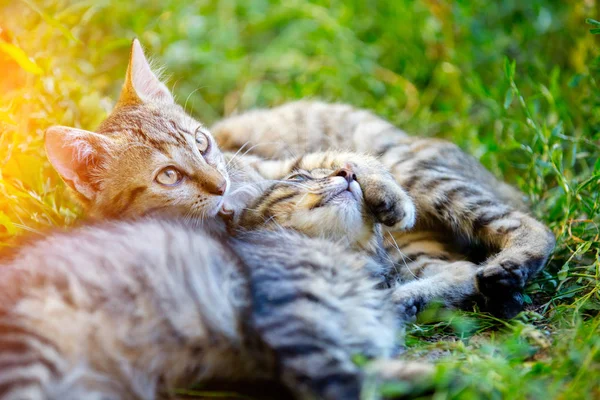 Zwei Kätzchen Auf Dem Gras Liegend — Stockfoto