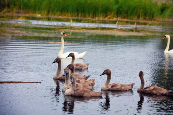 family of swans swimming on the river