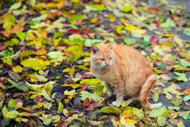 Düşen yapraklar üzerinde oturan kırmızı kedi