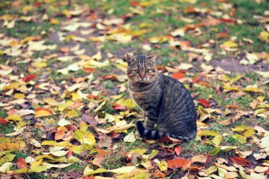 Sonbaharda yapraklar üzerinde oturan kedi
