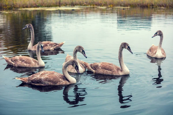 Cisnes Jovens Nadando Uma Lagoa — Fotografia de Stock