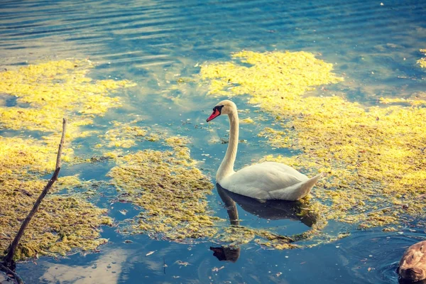 大人の白鳥池で水泳 — ストック写真