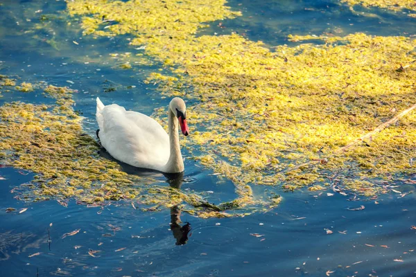 Adult Swan Swimming Pond — Stock Photo, Image