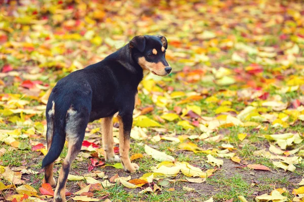 Dog Fallen Leaves Outdoor Autumn — Stock Photo, Image