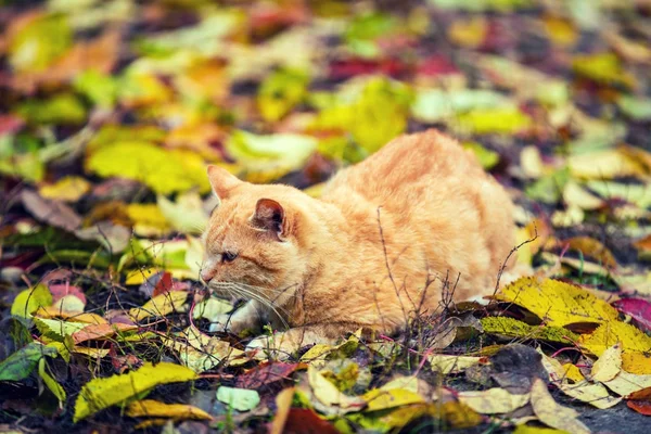 Gatto Rosso Seduto Sulle Foglie Cadute — Foto Stock