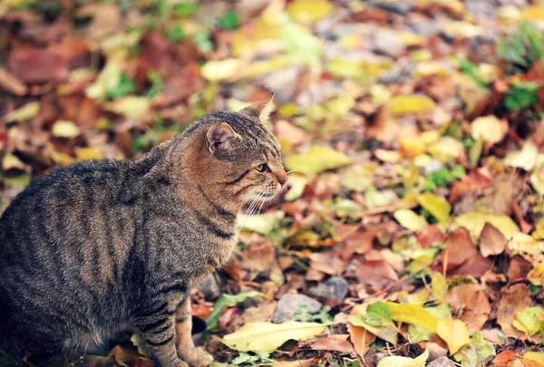 Chat Assis Sur Les Feuilles Automne — Photo