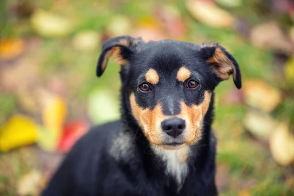 Dog Sitting Fallen Leaves Outdoor Autumn — Stock Photo, Image