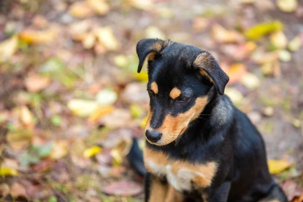 Dog Sitting Fallen Leaves Outdoor Autumn — Stock Photo, Image