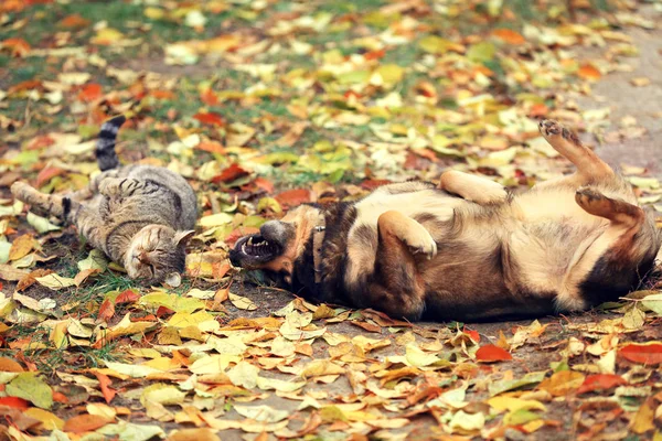 Cane Gatto Migliori Amici Che Giocano Insieme All Aperto Sdraiati — Foto Stock