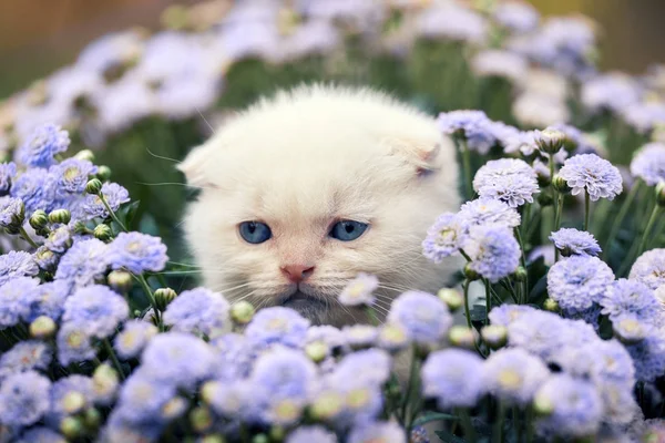 Mignon Petit Chaton Écossais Blanc Pliant Assis Fleur — Photo