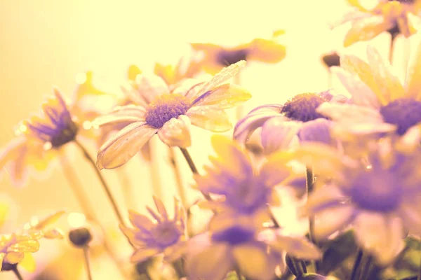 Gelber Vintage Blume Hintergrund Blumen Garten Sonnigen Tagen — Stockfoto
