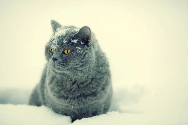 Azul Británico Taquigrafía Gato Caminando Nieve — Foto de Stock