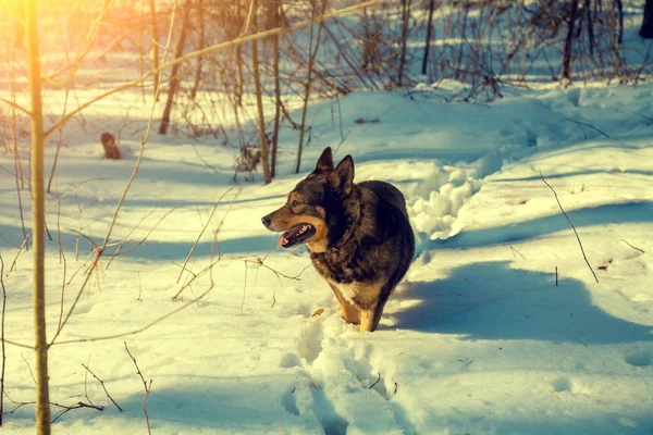 Собака Гуляет Снежному Лесу Зимой — стоковое фото