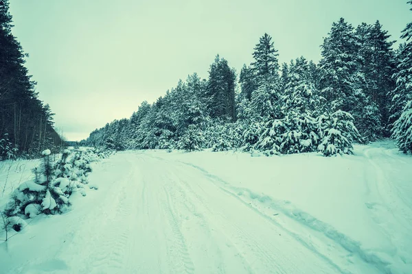 Köy Yolunda Karla Kaplı Çam Ormanı Karla Kaplı Karlı Kış — Stok fotoğraf