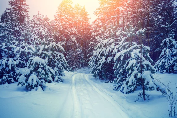 被雪覆盖的松树林 下雪的冬天 狂放的冬天自然 田园风光 圣诞背景 雪中的松树 — 图库照片