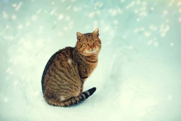 Γάτα Περπάτημα Στο Χιόνι Στο Χιονοθύελλα — Φωτογραφία Αρχείου