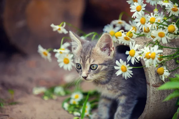 Portrait Cute Little Kitten Flowers — Stock Photo, Image