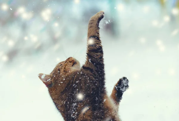 Gato Feliz Com Mãos Brincando Com Neve Nevasca — Fotografia de Stock