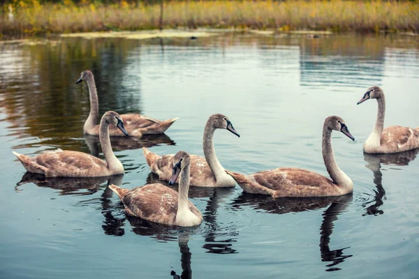 Cisnes Jovens Cygnet Nadando Uma Lagoa — Fotografia de Stock