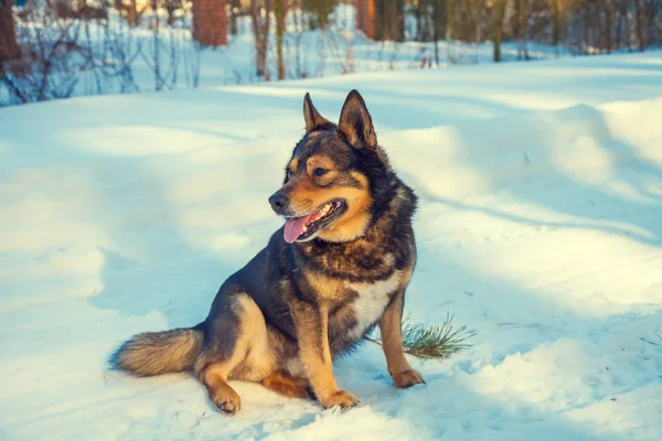 Собака Сидит Проселочной Дороге Покрытой Снегом — стоковое фото