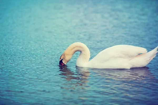 湖で泳ぐ白鳥の肖像画 — ストック写真