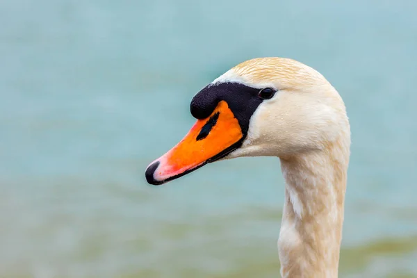 Ritratto Cigno Che Nuota Nel Lago — Foto Stock