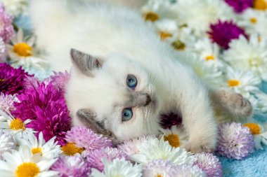 Sevimli küçük renk nokta kedi papatya çiçeği üzerinde yalan