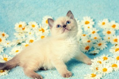 Sevimli küçük renk nokta kedi papatya çiçeği üzerinde yalan