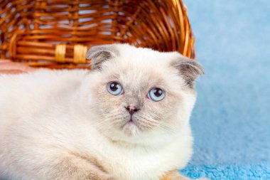 Sevimli küçük scottish fold sepet yatan renk nokta yavru kedi