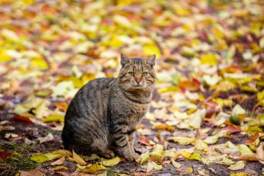 Sonbaharda yapraklar üzerinde oturan kedi