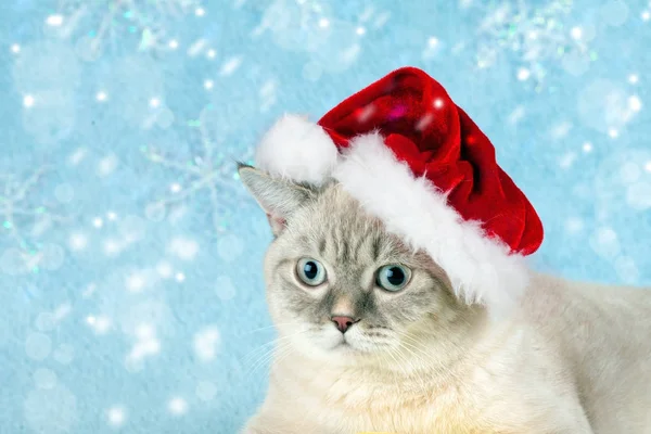 Pequeño Gatito Siamés Con Sombrero Santa Concepto Invierno — Foto de Stock