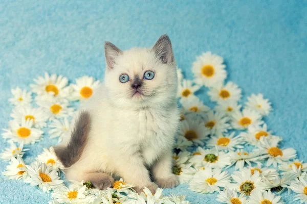 Χαριτωμένο Μικρό Γατάκι Σημείο Χρώμα Που Κάθεται Στο Άνθη Χαμομηλιού — Φωτογραφία Αρχείου