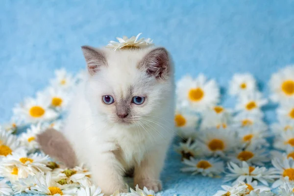 Roztomilý Barevný Bod Koťátko Sedí Heřmánkový Květ — Stock fotografie