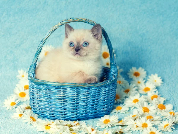 Niedliches Kleines Farbpunkt Kätzchen Sitzt Einem Korb Auf Kamillenblüten — Stockfoto