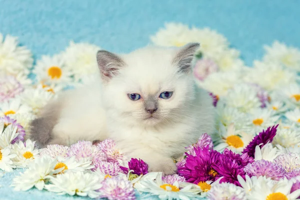 Söt Liten Färg Punkt Kattunge Liggandes Kamomillblommor — Stockfoto