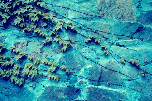 Blaue Dunkle Alte Steinmauer Mit Efeu Bedeckt — Stockfoto