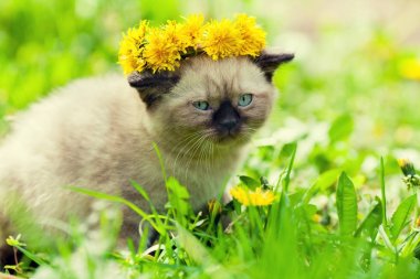 Küçük kedi yavrusu karahindiba çelenk otların arasında yürüyüş taç