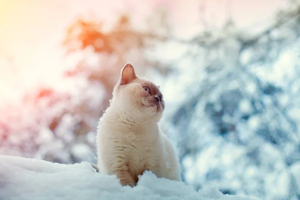 Katze Sitzt Auf Schnee Winterwald — Stockfoto