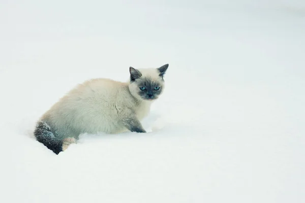 고양이 — 스톡 사진