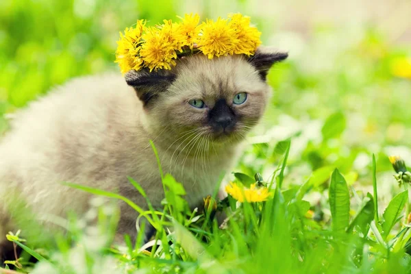 小猫加冕蒲公英花冠在草丛中行走 — 图库照片
