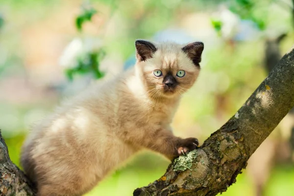 Petit Chaton Sur Arbre Dans Jardin — Photo