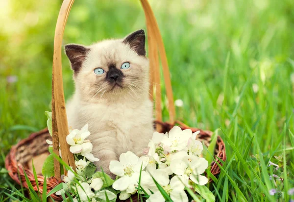 Mały Kotek Koszu Kwiatów Jaśminu Trawie Siedzi — Zdjęcie stockowe