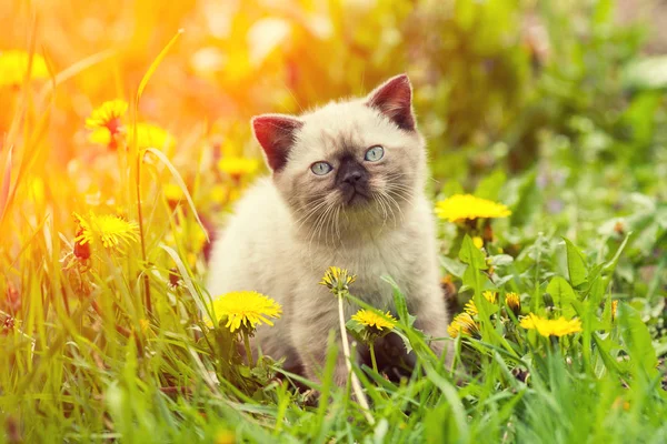 Çimenlerin Üzerinde Oturan Kameraya Bakarak Küçük Kedi Yavrusu — Stok fotoğraf